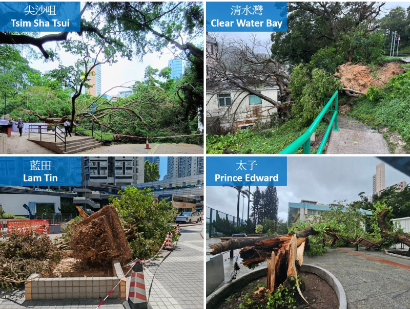 The passage of Ragasa resulted in fallen trees in many parts of Hong Kong. (Courtesy of 鄭偉倫 (top left), Sing Yuen Ki (top right), Dr. T. C. Lee (bottom left) and Yiu Wah David/CWOS (bottom right))
