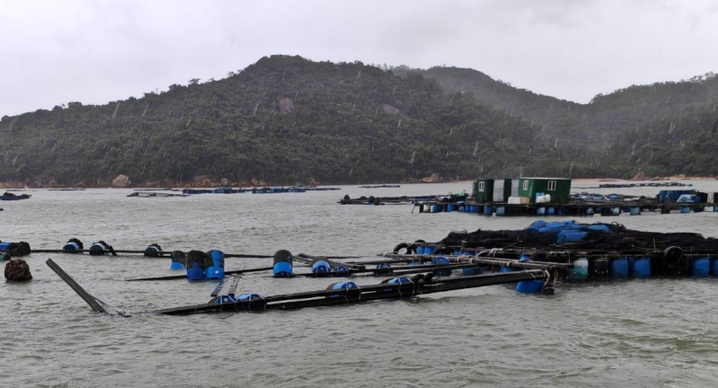 During the passage of Ragasa, mariculture rafts and facilities at Cheung Sha Wan in Lantau Island were damaged by the wind and waves. (Courtesy of Agriculture, Fisheries and Conservation Department)