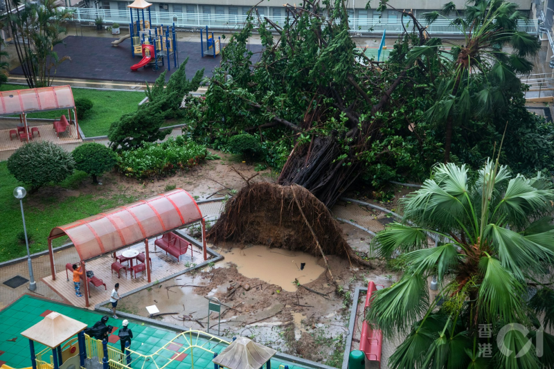 During the passage of Ragasa, a tree of about 30 m tall collapsed in Oi Man Estate in Ho Man Tin.  (Courtesy of HK01 / Photo by 夏家朗)