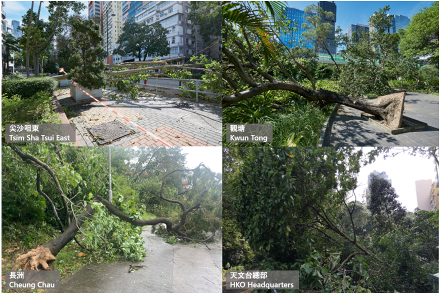 The passage of Saola resulted in fallen trees in many parts of Hong Kong. (Courtesy of Dr. T. C. Lee and Dr. Martin Williams (bottom left)).