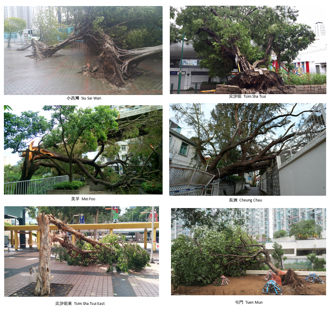 天鸽袭港期间本港多处有树木倒塌。(图片鸣谢: Emile Ho 、W.O. Wong 和 Y. K. Chow (社区天气观测计划)、David Grund、江伟和李子祥)。